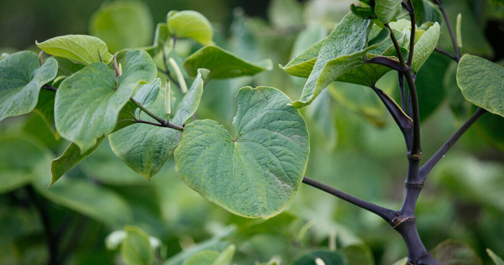 kava plant